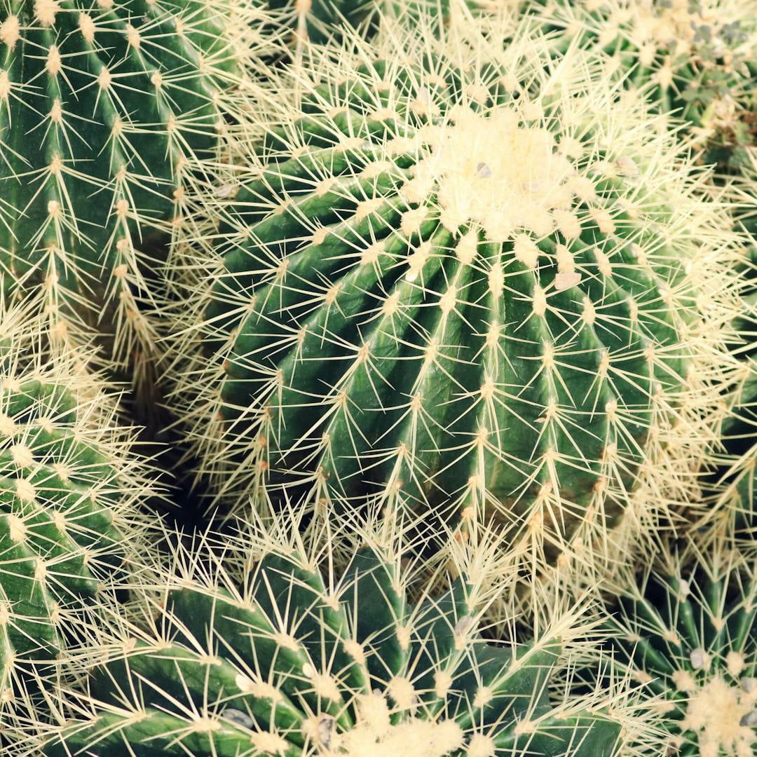 Elevate Your Counselling Practice with ASCHP's Counselling Skills CPD 24.7 Course